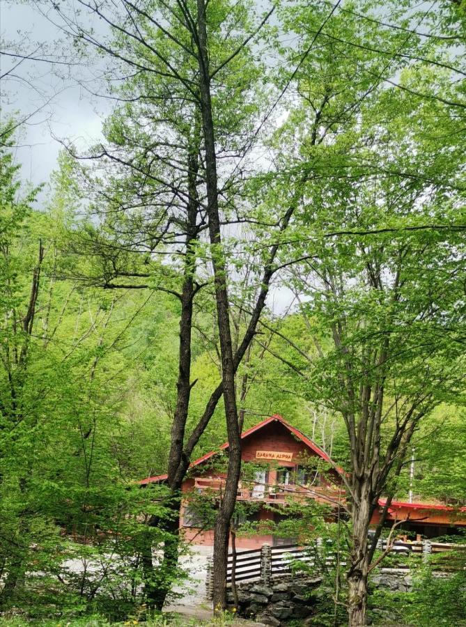 Cabana Alpha Baia Mare Buitenkant foto