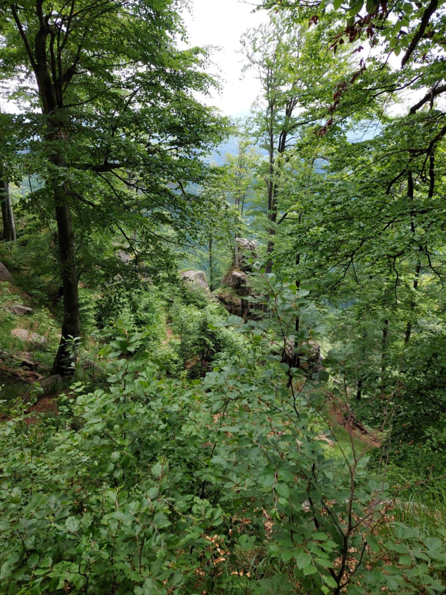 Cabana Alpha Baia Mare Buitenkant foto